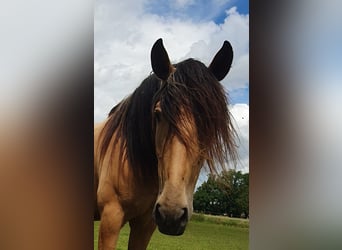 PRE Mix, Stute, 6 Jahre, 160 cm, Falbe