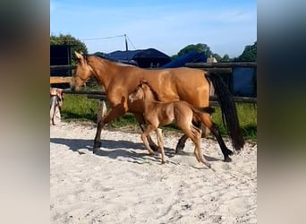 PRE Mix, Stute, 6 Jahre, 160 cm, Falbe