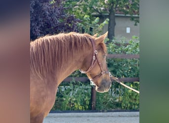 PRE, Stute, 6 Jahre, 160 cm, Fuchs