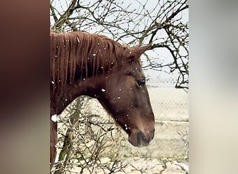 PRE, Stute, 6 Jahre, 160 cm, Fuchs