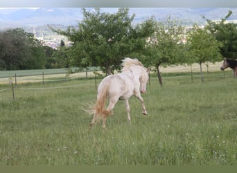 PRE Mix, Stute, 6 Jahre, 160 cm, Perlino