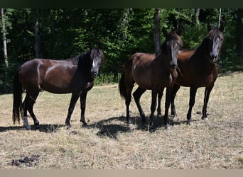 PRE, Stute, 6 Jahre, 160 cm, Rappe