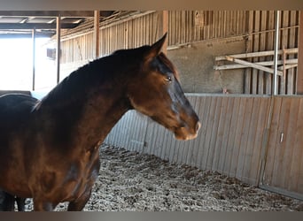 PRE, Stute, 6 Jahre, 160 cm, Rappe