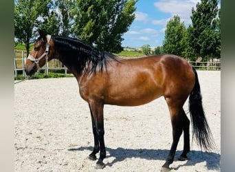 PRE Mix, Stute, 6 Jahre, 160 cm, Rotbrauner