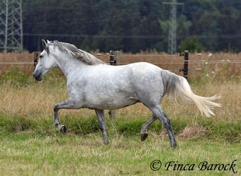 PRE Mix, Stute, 6 Jahre, 160 cm, Schimmel