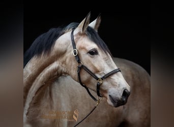 PRE, Stute, 6 Jahre, 161 cm, Falbe