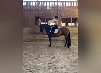 PRE Mix, Stute, 6 Jahre, 162 cm, Brauner