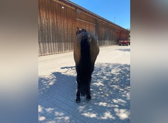 PRE Mix, Stute, 6 Jahre, 162 cm, Brauner