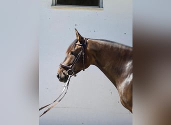 PRE Mix, Stute, 6 Jahre, 162 cm, Brauner