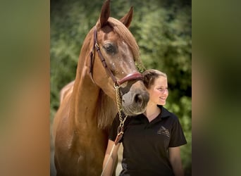 PRE, Stute, 6 Jahre, 162 cm, Fuchs