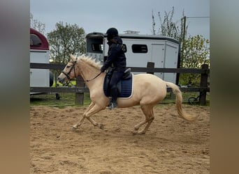 PRE Mix, Stute, 6 Jahre, 162 cm, Palomino