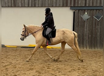 PRE Mix, Stute, 6 Jahre, 162 cm, Palomino