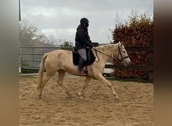 PRE Mix, Stute, 6 Jahre, 162 cm, Palomino