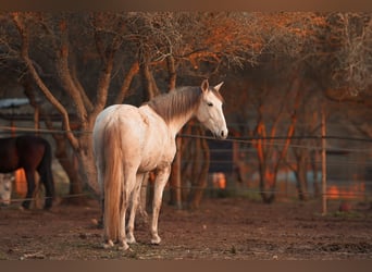 PRE Mix, Stute, 6 Jahre, 162 cm, Schimmel