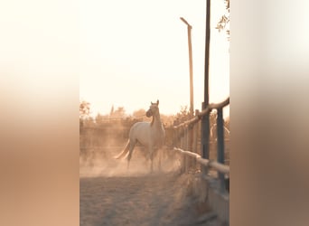PRE Mix, Stute, 6 Jahre, 162 cm, Schimmel
