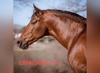 PRE, Stute, 6 Jahre, 163 cm, Brauner