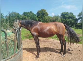 PRE, Stute, 6 Jahre, 163 cm, Brauner