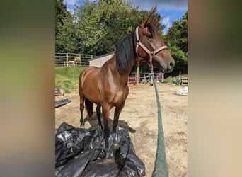 PRE, Stute, 6 Jahre, 163 cm, Brauner