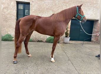 PRE Mix, Stute, 6 Jahre, 163 cm, Fuchs