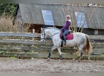 PRE Mix, Stute, 6 Jahre, 163 cm, Schimmel