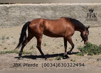 PRE Mix, Stute, 6 Jahre, 164 cm, Brauner