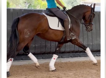 PRE Mix, Stute, 6 Jahre, 164 cm, Brauner