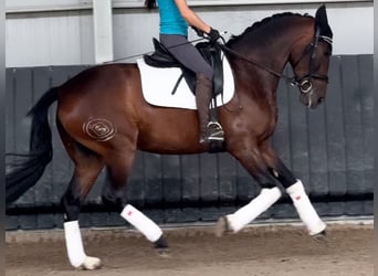 PRE Mix, Stute, 6 Jahre, 164 cm, Brauner