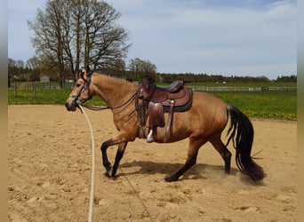 PRE, Stute, 6 Jahre, 164 cm, Buckskin