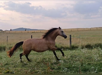 PRE, Stute, 6 Jahre, 164 cm, Buckskin