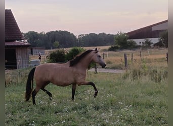 PRE, Stute, 6 Jahre, 164 cm, Buckskin