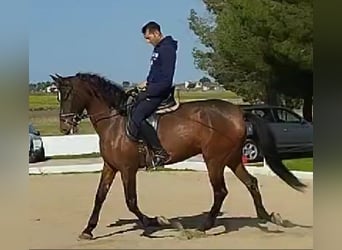 PRE Mix, Stute, 6 Jahre, 164 cm, Dunkelfuchs