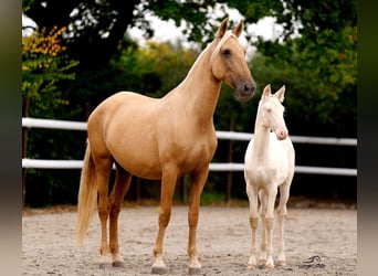 PRE Mix, Stute, 6 Jahre, 165 cm, Palomino