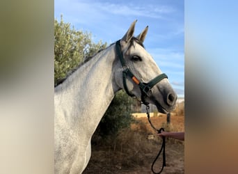 PRE Mix, Stute, 6 Jahre, 166 cm, Schimmel