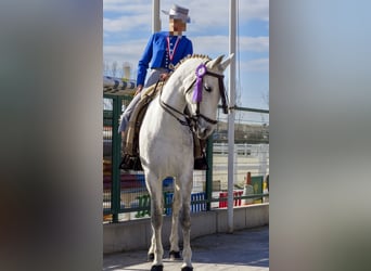 PRE, Stute, 6 Jahre, 166 cm, Schimmel