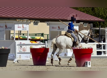 PRE, Stute, 6 Jahre, 166 cm, Schimmel