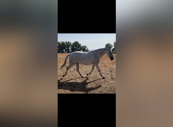 PRE Mix, Stute, 6 Jahre, 167 cm, Fliegenschimmel