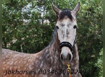 PRE Mix, Stute, 6 Jahre, 167 cm, Schimmel