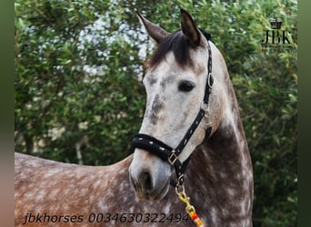 PRE Mix, Stute, 6 Jahre, 167 cm, Schimmel