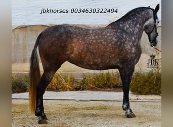 PRE Mix, Stute, 6 Jahre, 167 cm, Schimmel