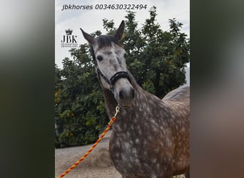 PRE Mix, Stute, 6 Jahre, 167 cm, Schimmel