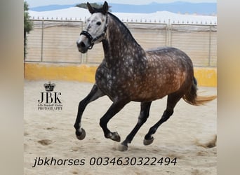 PRE Mix, Stute, 6 Jahre, 167 cm, Schimmel