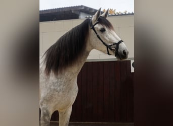 PRE Mix, Stute, 6 Jahre, 173 cm, Schimmel