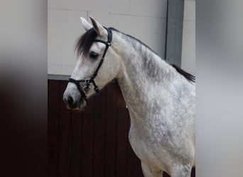 PRE Mix, Stute, 6 Jahre, 173 cm, Schimmel