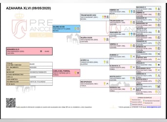 PRE, Stute, 6 Jahre, Brauner