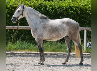 PRE Mix, Stute, 7 Jahre, 153 cm, Schimmel