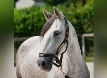 PRE Mix, Stute, 7 Jahre, 153 cm, Schimmel