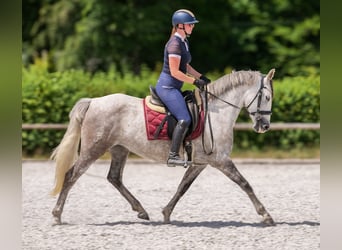 PRE Mix, Stute, 7 Jahre, 153 cm, Schimmel