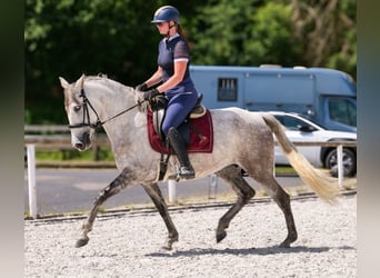 PRE Mix, Stute, 7 Jahre, 153 cm, Schimmel