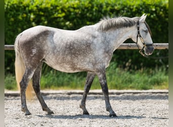 PRE Mix, Stute, 7 Jahre, 153 cm, Schimmel