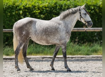 PRE Mix, Stute, 7 Jahre, 153 cm, Schimmel